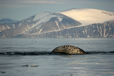 Narwhal Narwhal